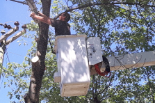 Custom-made tree pruning service in Montreal, Laval, North Shore and Lanaudière - Services Arbres Stephane - Abattage Arbre Montréal