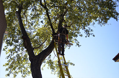 Tree pruning service and tree pruner in Montreal, Laval, Lanaudière or on the North Shore - Abattage Arbre Montréal