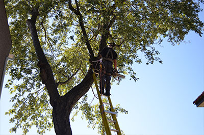 Entreprise émondage arbre, élagage, abattage, essouchage, plantation, déboisement et de déchiquetage de branche à Montréal, Laval, Terrebonne, Repentigny, Rive-Nord et Lanaudière - Services d'Arbres Stéphane 