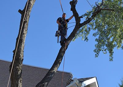 Entreprise abattage d'arbre spécialisé et dangereux, émondage, élagage, essouchage, plantation, déboisement et de déchiquetage de branche à Montréal, Laval, Terrebonne, Repentigny, Rive-Nord et Lanaudière - Services d'Arbres Stéphane