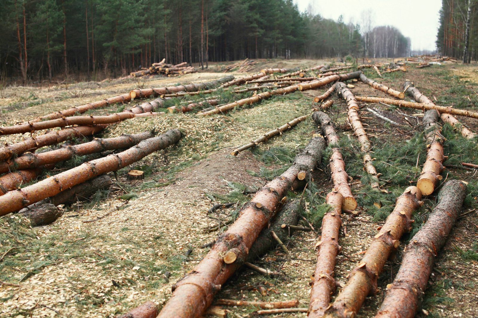 Deforestation of trees, land, brush and lot clearing services in Montreal, Laval, Terrebonne, Repentigny, Lanaudière or on the North Shore - Service d'Arbres Stephane