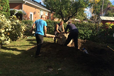 Service de plantation et fertilisation d’arbre à Montréal, Laval, Lanaudière ou sur la Rive-Nord - Abattage Arbre Montréal