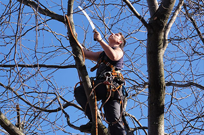 Tree pruning service and tree pruner in Montreal, Laval, Lanaudière or on the North Shore - Abattage Arbre Montréal