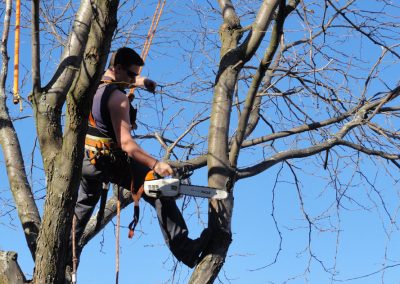 Coupe de branche en hauteur pour la santé de l'arbre- Service émondage arbre à Montréal - Service Arbre Stephane