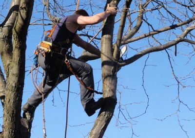 Coupe de branche en hauteur pour la santé de l'arbre- Service émondage arbre à Montréal et ses alentour - Service Arbre Stephane