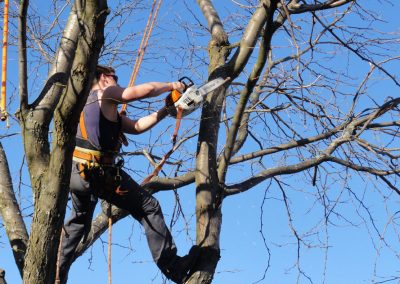 Coupe de branche en hauteur pour la santé de l'arbre- Service émondage arbre à Montréal et ses environs - Service Arbre Stephane