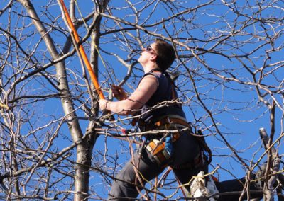 Émondage en cours - Service émondeur à Montréal - Service d'Arbres Stéphane
