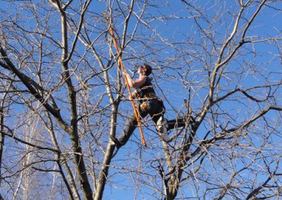 Émondage en cours dans le haut de l arbre - Service émondeur à Montréal - Service d'Arbres Stéphane