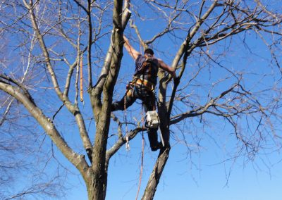 Émondage un arbre - Service émondeur à Montréal - Service d'Arbres Stéphane