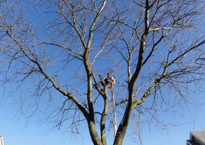 Émondeur au travail - Émondeur au travail - Service émondage et abattage arbre en tout genre à Montréal - Service Arbre Stéphane