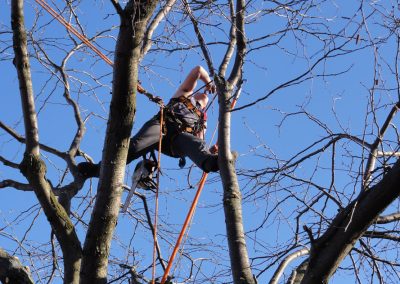 Émondeur au travail - Service émondage et abattage arbre à Montréal - Service Arbre Stéphane
