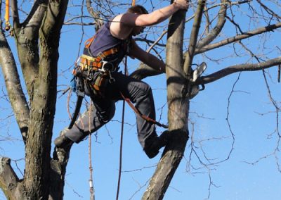 Service Émondage à Montréal-est - Service Arbre Stéphane