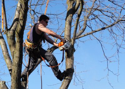 Service Émondage à Montréal-est et ses environs - Service Arbre Stéphane
