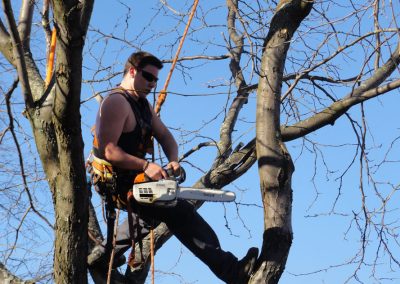 Service Émondage dans la région de Montréal-Est - Service Arbre Stéphane