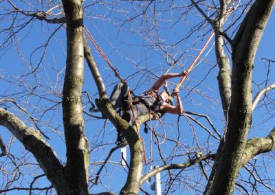 Service émondage et abattage arbre à Montréal - Service Arbre Stéphane