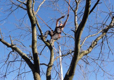 Service émondage et abattage arbre en tout genre à Montréal - Service Arbre Stéphane