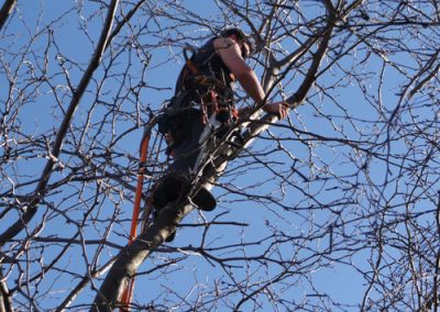 Arpenteur entrain de couper des branches avec une scie - Service Élagage à Montréal - Service Arbre Stéphane