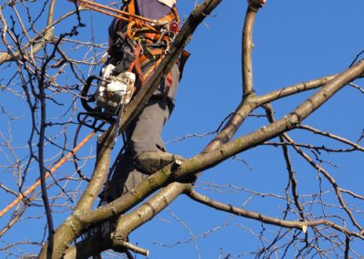 Arpenteur entrain de couper des branches avec une scie - Service Élagage à Montréal et ses environs - Service Arbre Stéphane