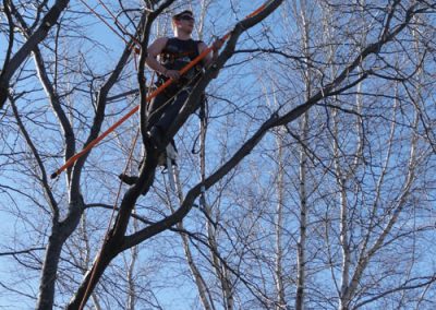 Coupe de bois en court - Service abattage arbre à Montréal - Service Arbres Stéphane