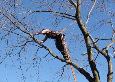 Coupe de bois en court - Service abattage arbre à Montréal et ses environs - Service Arbres Stéphane
