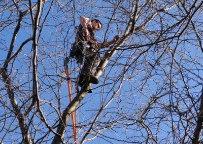 Coupe de bois en court - Service abattage arbre dans la régions de Montréal et ses environs - Service Arbres Stéphane