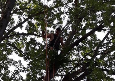 Service abattage arbre et coupe de branches à Montréal - Service Arbre Stéphane