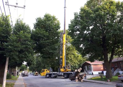 Service de coupe arbre avec Nacelle à Montréal - Service Arbres Stéphane