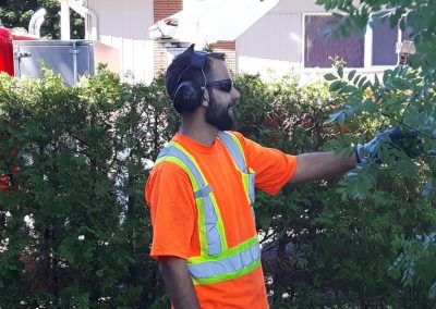 Émondeur examinant les branches - Service émondage à Mascouche - Abattage Arbre Montréal