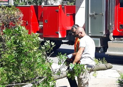 Émondeur examinant un arbre coupé - Service émondage à Pointe-Claire - Abattage Arbre Montréal