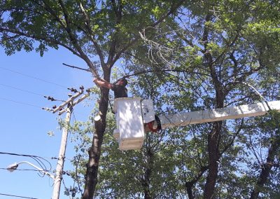 Naselle avec émondeur qui coupe les branches - Service émondage à Outremont - Abattage Arbre Montréal