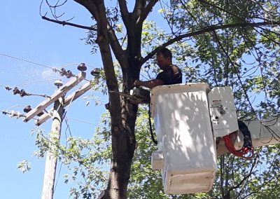 Naselle avec émondeur qui coupe les branches - Service émondage à Rosemère - Service Arbre Stéphane