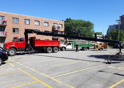 Émondage et coupe arbre à Saint-Eustache - Service Arbres Stéphane