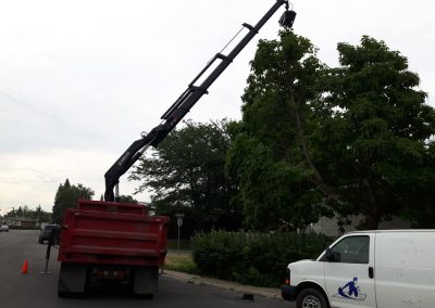 Service Émondage à Dorval - Service Arbres Stéphane