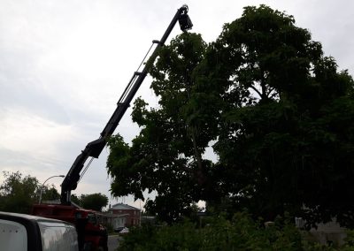 Service Émondage dans la région de Duvernay - Service Arbres Stéphane