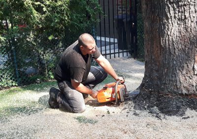 Coupe arbre au niveau du tronc - Service de dessouchache à Montréal-est et ses environ - Service Arbres Stephane