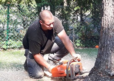 Coupe arbre au niveau du tronc - Service de dessouchache dans la grande région de Montréal - Service Arbres Stephane