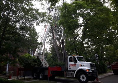 Service émondage d'arbres en hauter à Sainte-Thérèse et ses environs - Service Arbre Stéphane