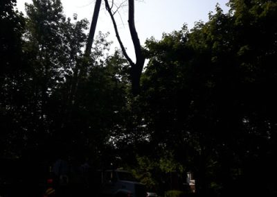 Service émondage d'arbres en hauter à Terrebonne et ses environs - Service Arbre Stéphane
