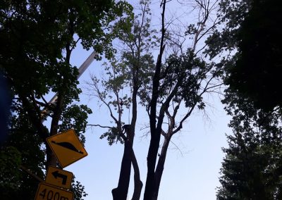 Service émondage d'arbres en hauter à Verdun et ses environs - Service Arbre Stéphane