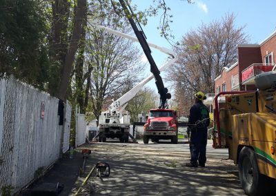 Service Émondage à Westmount Montréal et leur environs - Service Arbre Stéphane