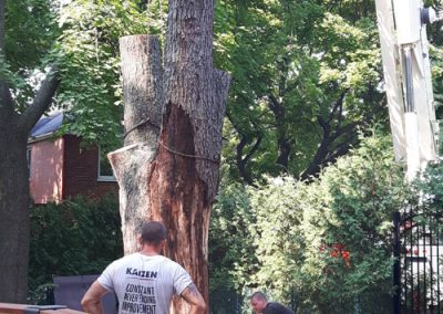 Tronc arbre qui ce fait tirer du sol - Service de coupe et abattage arbre à Repentigny et ses environs - Service Arbre Stéphane