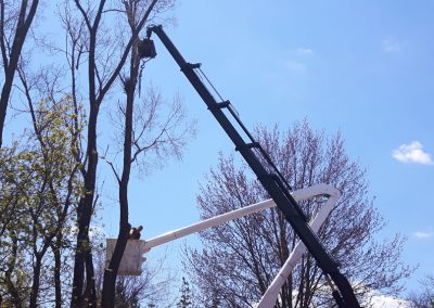 Abattage arbre en hauteur - Service abattage arbre à Laval - Service d'Arbres Stéphane