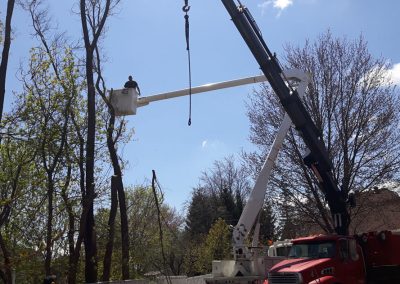 Abattage arbre en hauteur avec gru - Service abattage arbre à Verdun - Service d'Arbres Stéphane