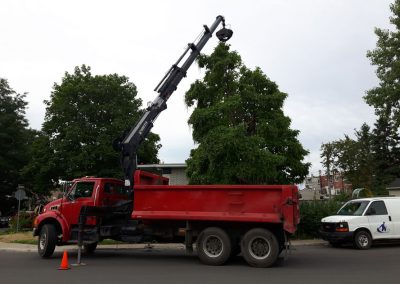 Service Abattage Arbre à Outremont Montréal est et Mascouche - Service d'Arbres Stephane