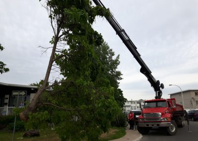 Service Abattage Arbre dans la région de Lanaudière Montréal et Dorval - Service d'Arbres Stephane