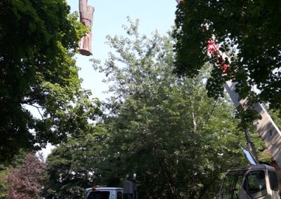 Service abattage Arbres de toute taille dans la grande région de Montréal - Services Arbres Stéphane
