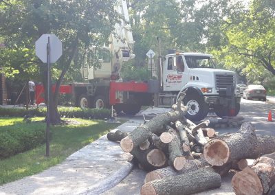 Service abattage Arbres de toute taille dans les environs de Montréal - Services Arbres Stéphane
