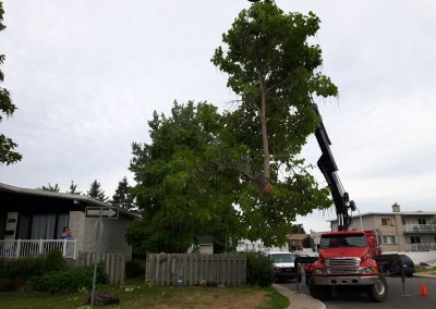 Émondage Pointe-aux-Tremble Pointe-Claire et Montréal - Service Arbre Stéphane