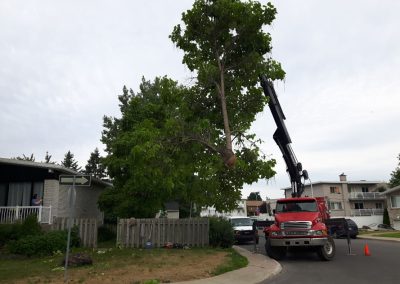 Émondage Rosemère Repentigny Laval - Service Arbre Stéphane